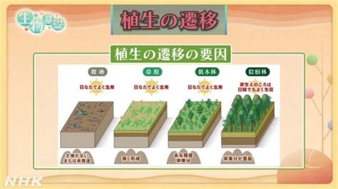 一次遷移|高校生物基礎「植生の遷移のポイント・練習問題」